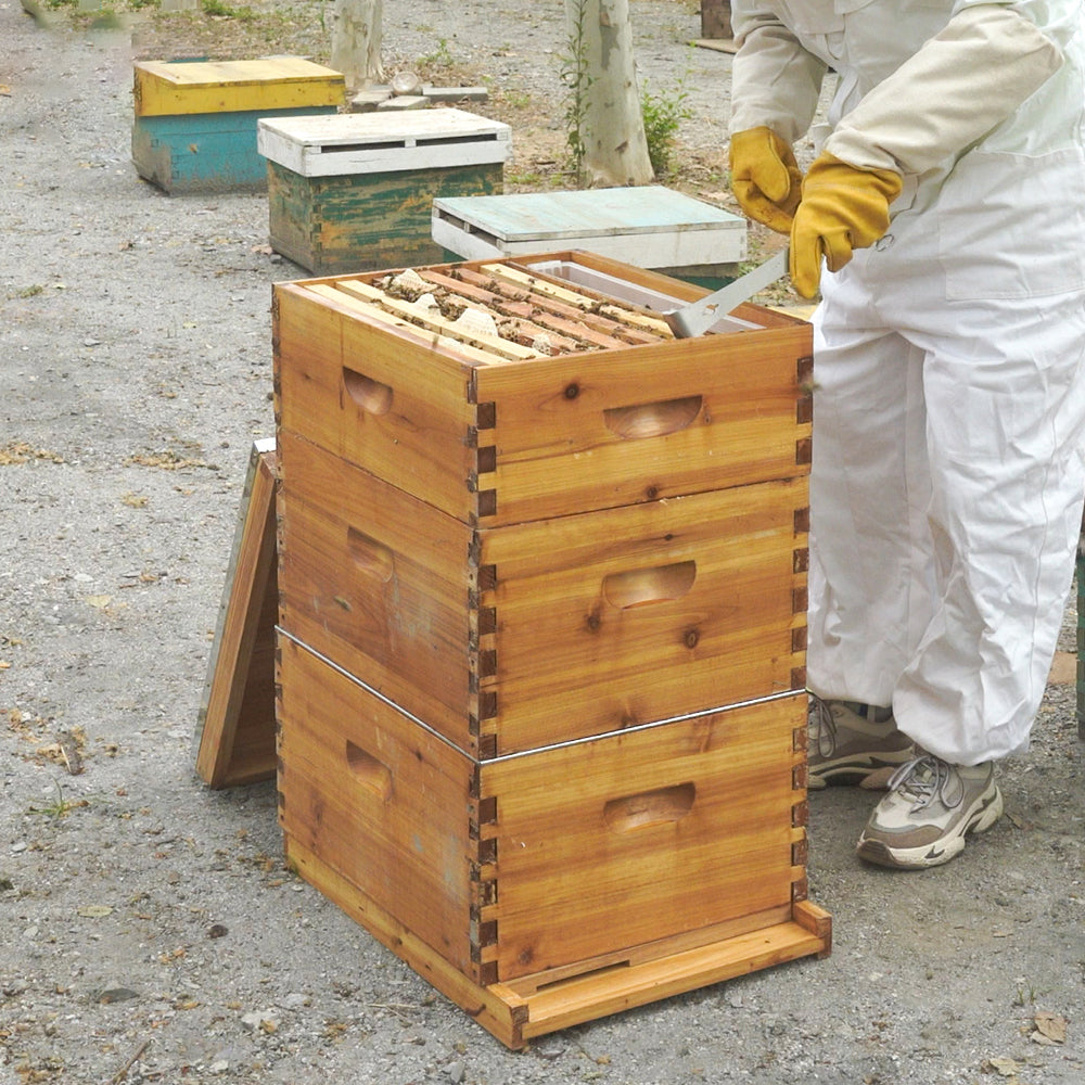 Wax coated 10 frames Langstroth hive