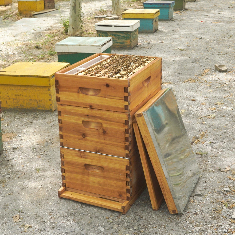 Wax coated 10 frames Langstroth hive